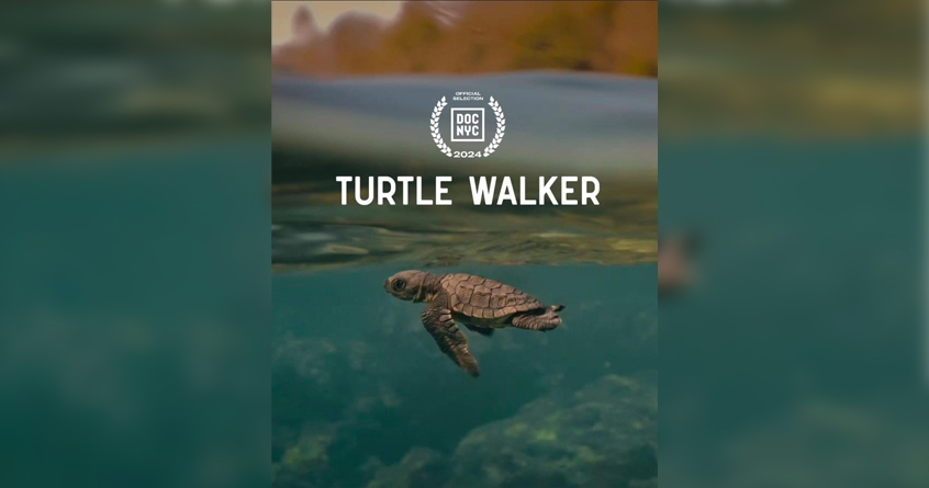 Turtle Walker