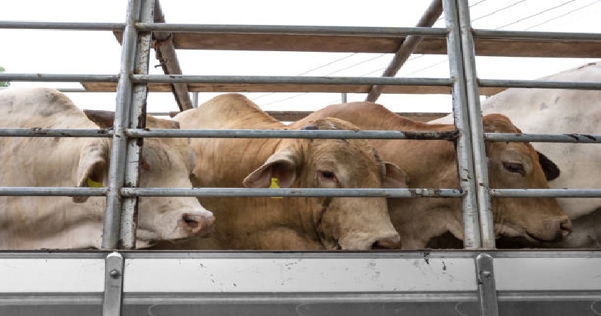 trucks loaded with cattle