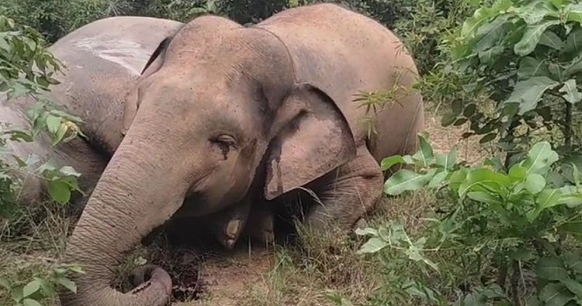 three elephants died due to electric shock in raigad