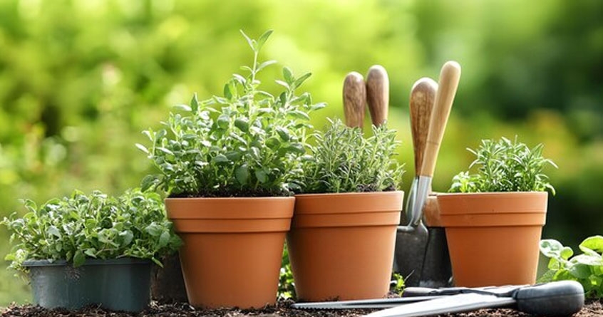 potted herbs