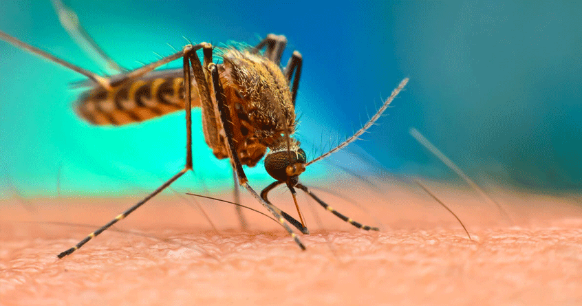 Chikungunya