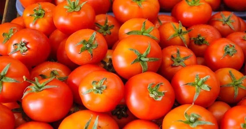 Tomato prices in market reached 80 rs per kg