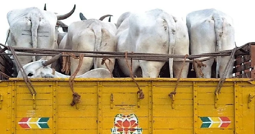 Cattle smuggling