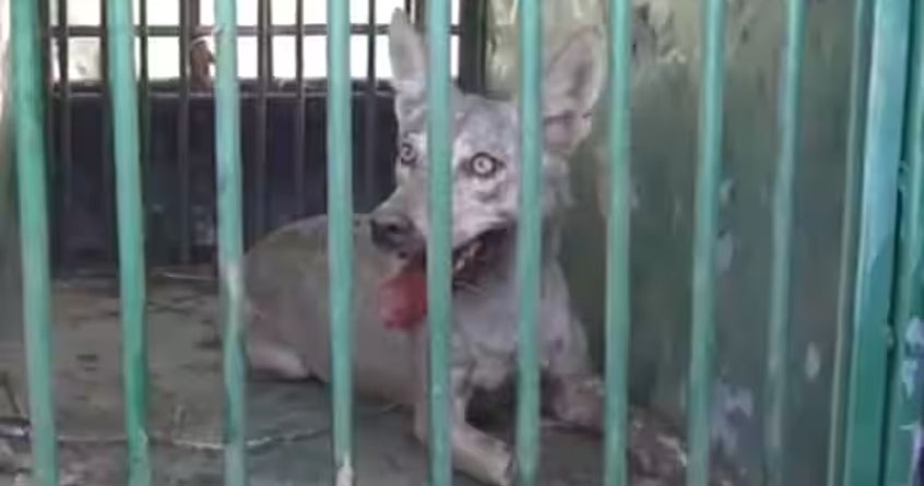 wolf caught in Bahraich