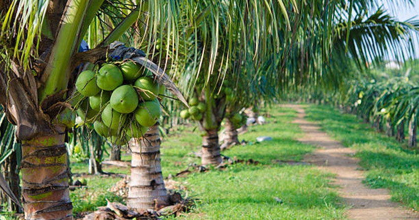 coconut farming