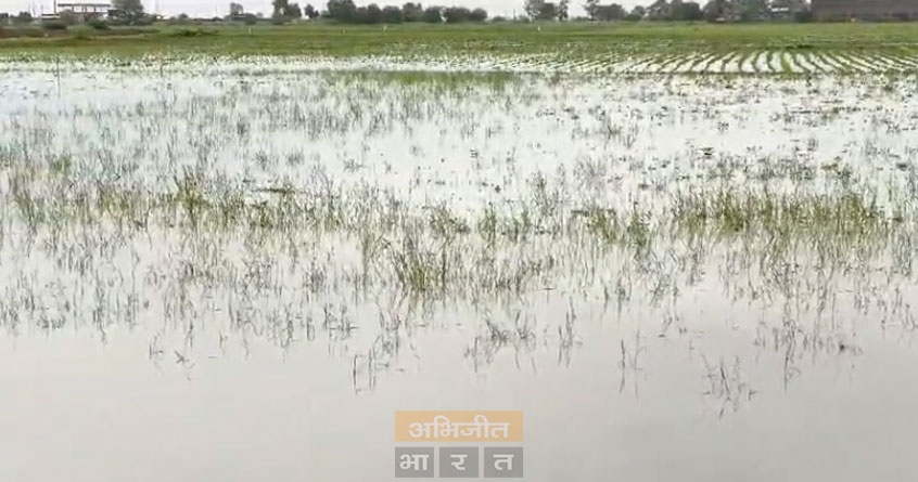 Crops damaged due to continuous rain in Amravati